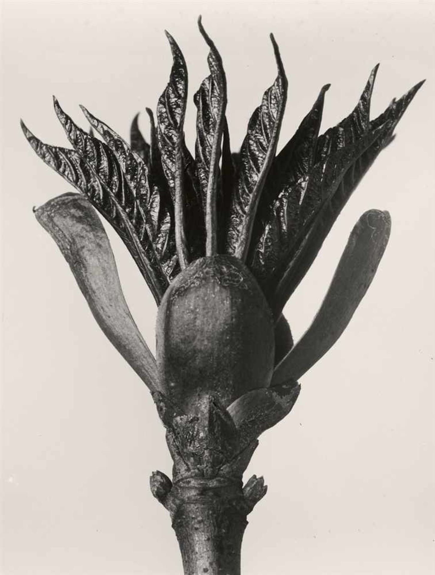 Karl BlossfeldtPflanzenformen. Pflanzenformen II 2 Portfolios: 6 Gelatinesilberabzüge vom - Bild 6 aus 12