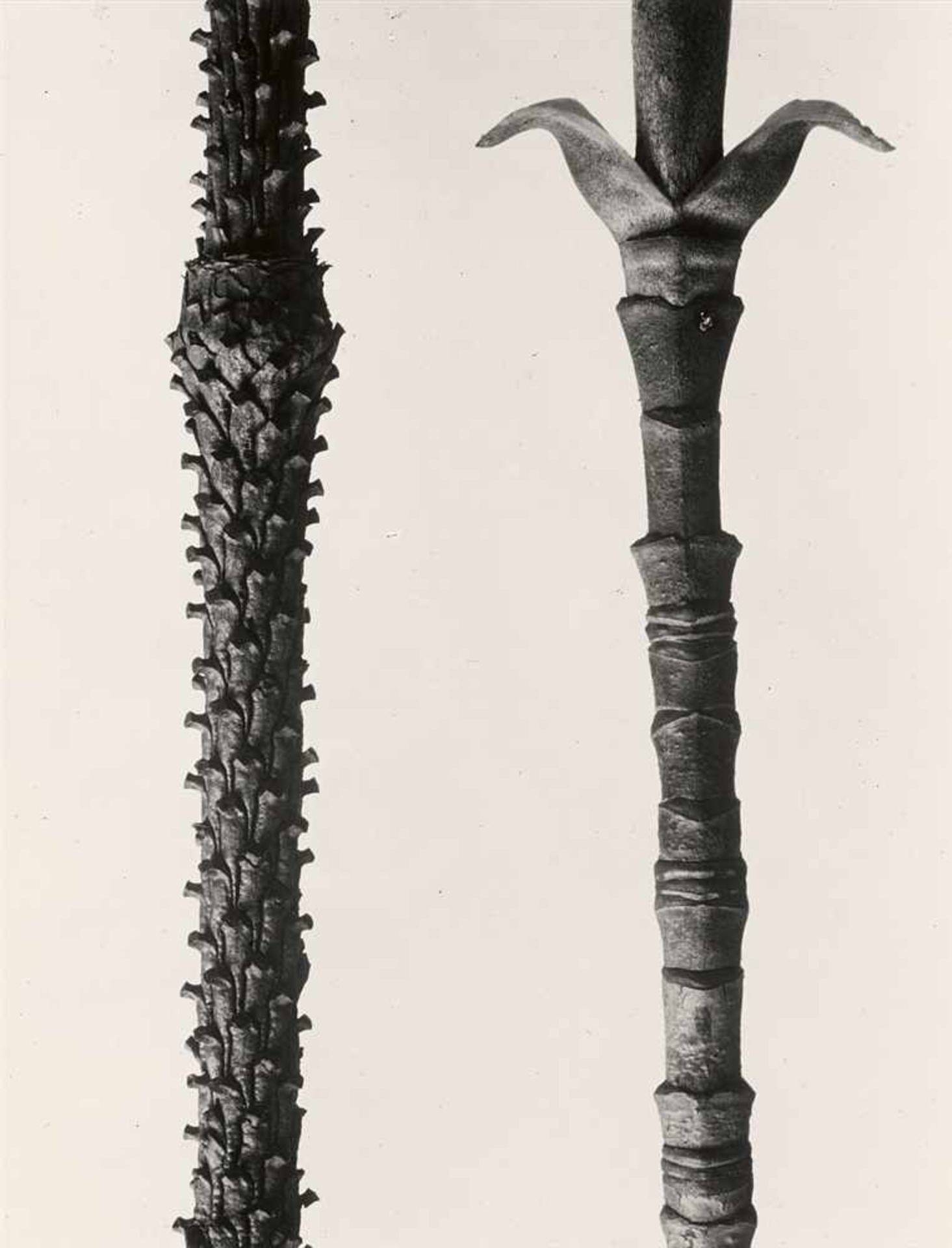 Karl BlossfeldtPflanzenformen. Pflanzenformen II 2 Portfolios: 6 Gelatinesilberabzüge vom - Bild 5 aus 12