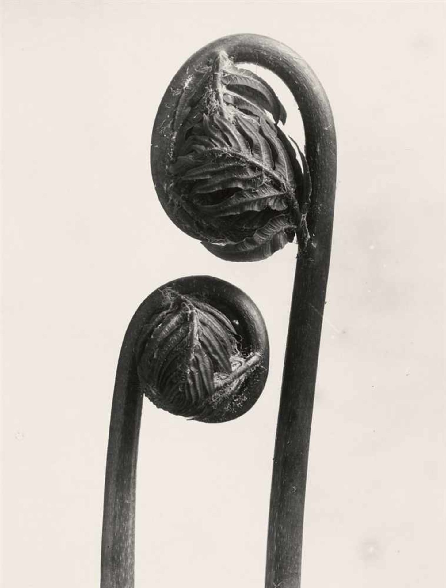 Karl BlossfeldtPflanzenformen. Pflanzenformen II 2 Portfolios: 6 Gelatinesilberabzüge vom