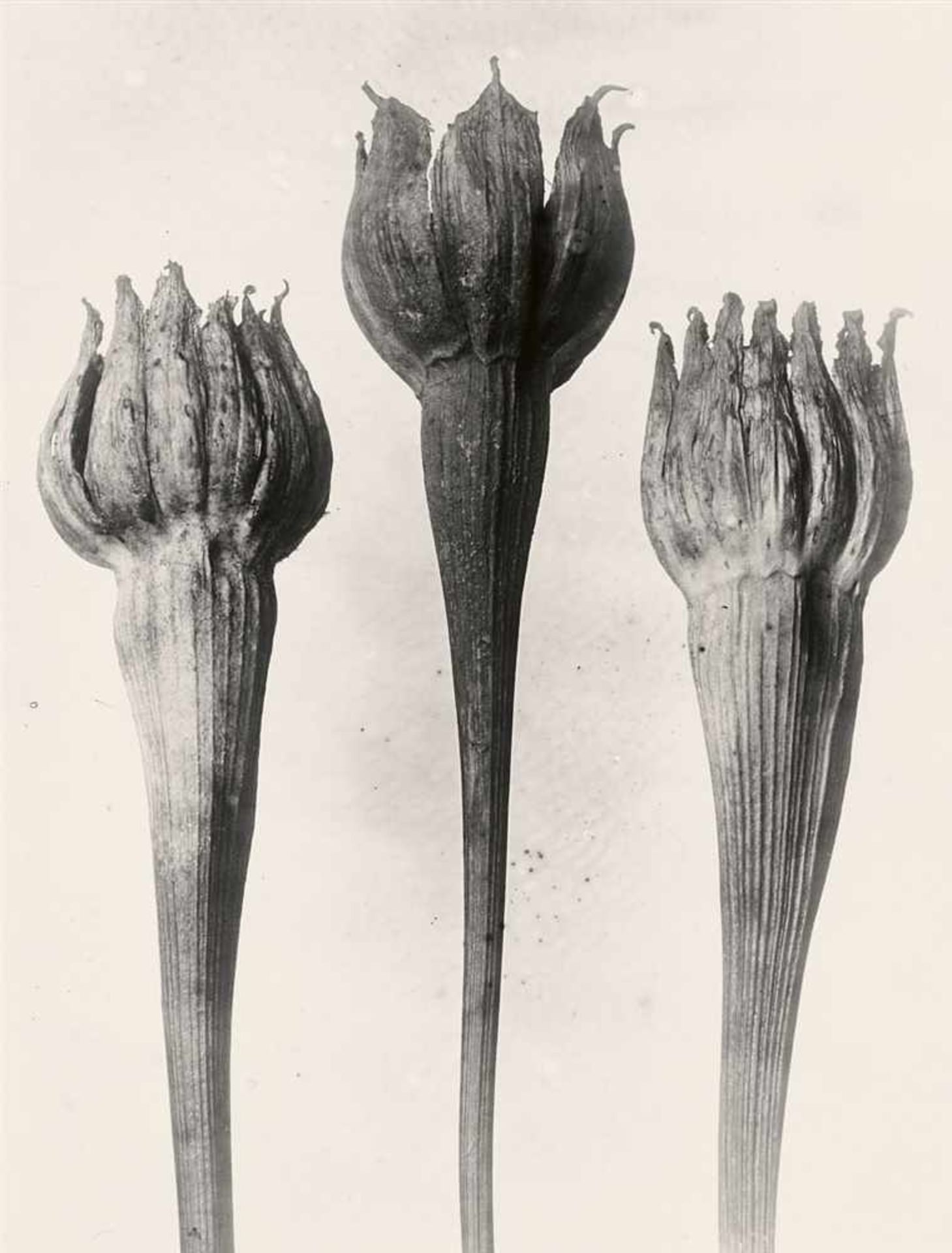 Karl BlossfeldtPflanzenformen. Pflanzenformen II 2 Portfolios: 6 Gelatinesilberabzüge vom - Bild 11 aus 12