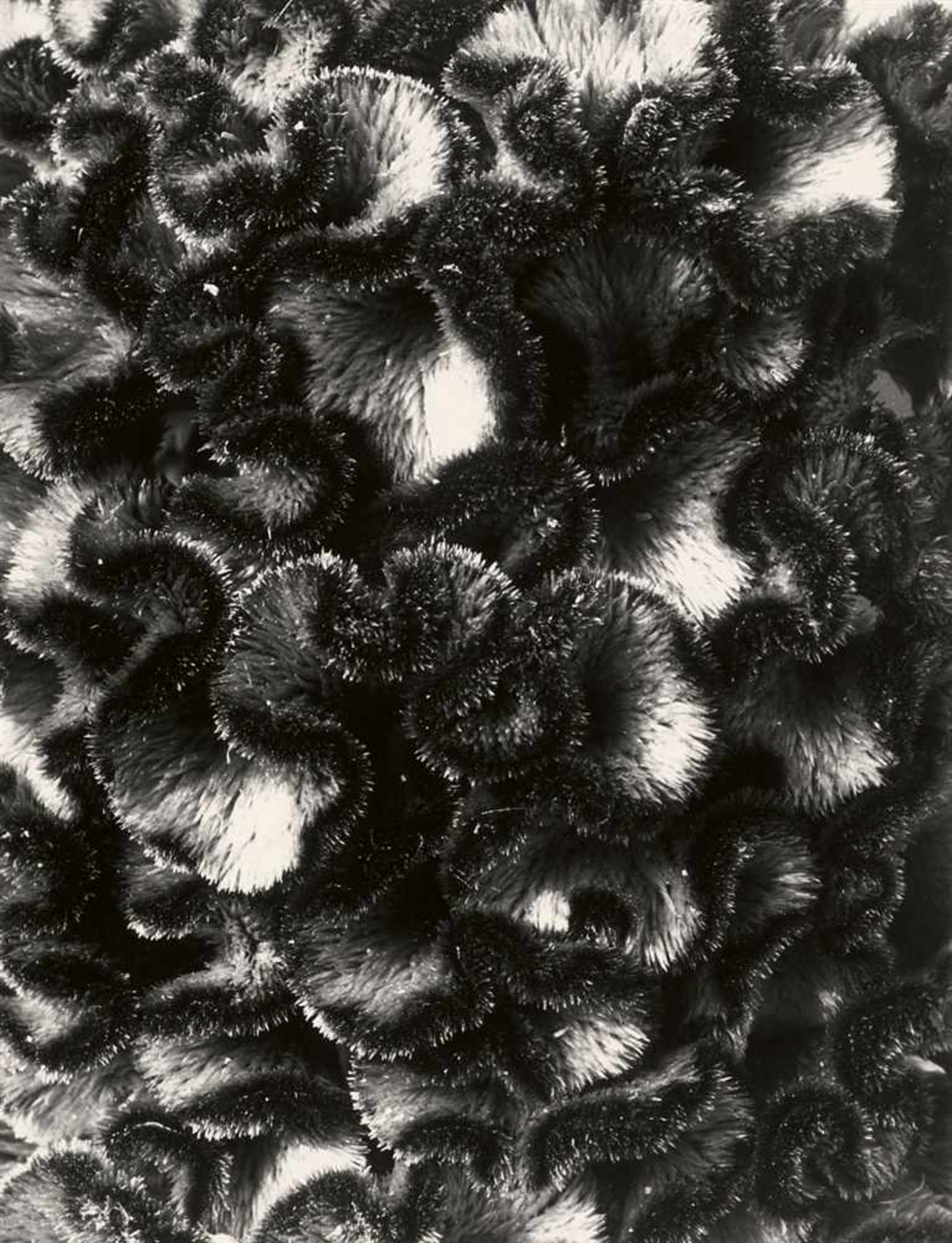 Karl BlossfeldtPflanzenformen. Pflanzenformen II 2 Portfolios: 6 Gelatinesilberabzüge vom - Bild 7 aus 12