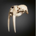 WALRUS SKULL 49 cm. longDieses Objekt wurde unter Verwendung von Materialien hergestellt, für die