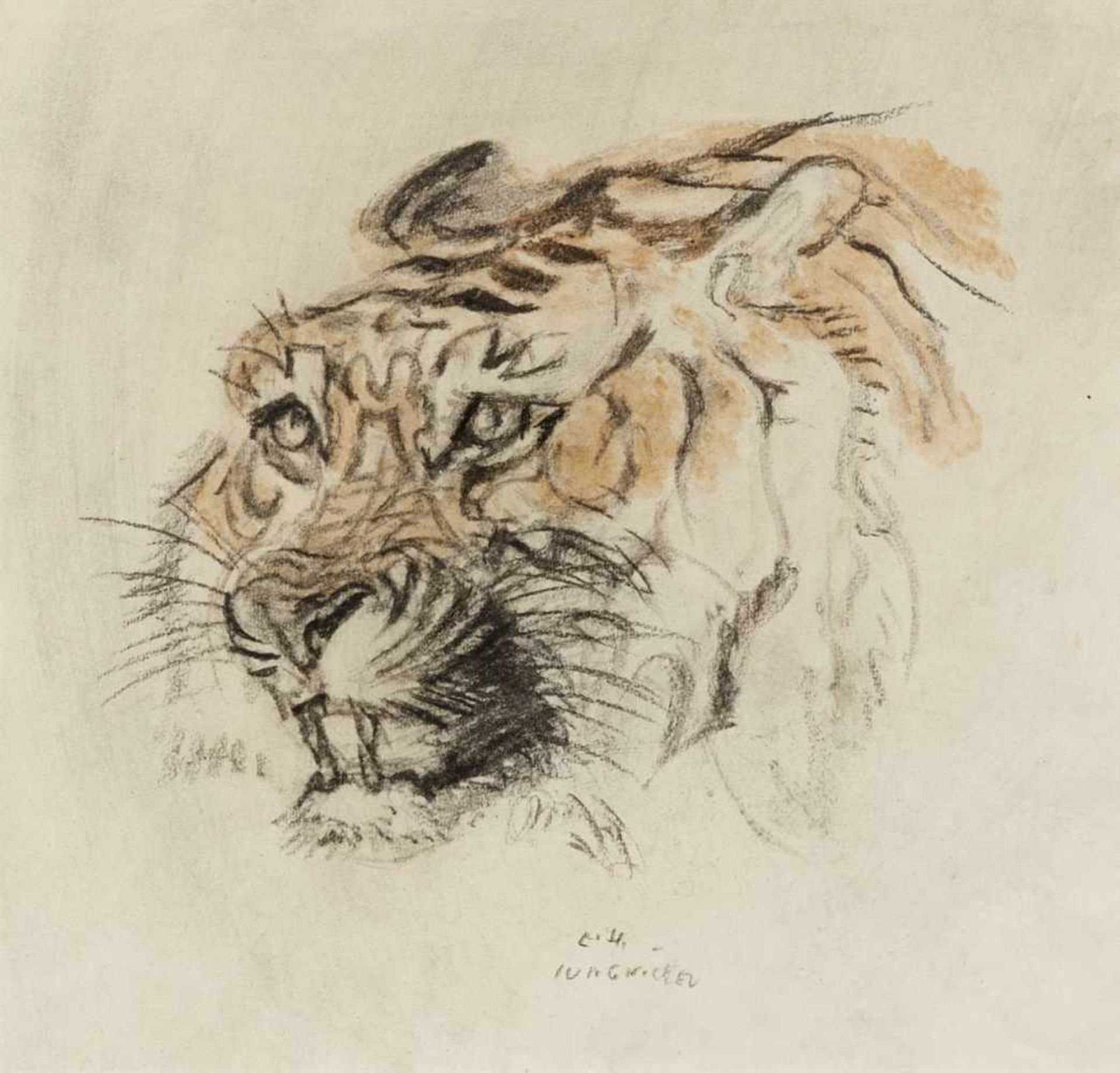 Kopf eines TigersKreide in Schwarz und Aquarelfarbe. Unten Mitte: L.H. Jungnickel. 29 x 31 cm.Head