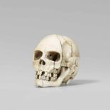 A fine and realistic ivory model of a skull. Late 19th centuryThe human skull with various