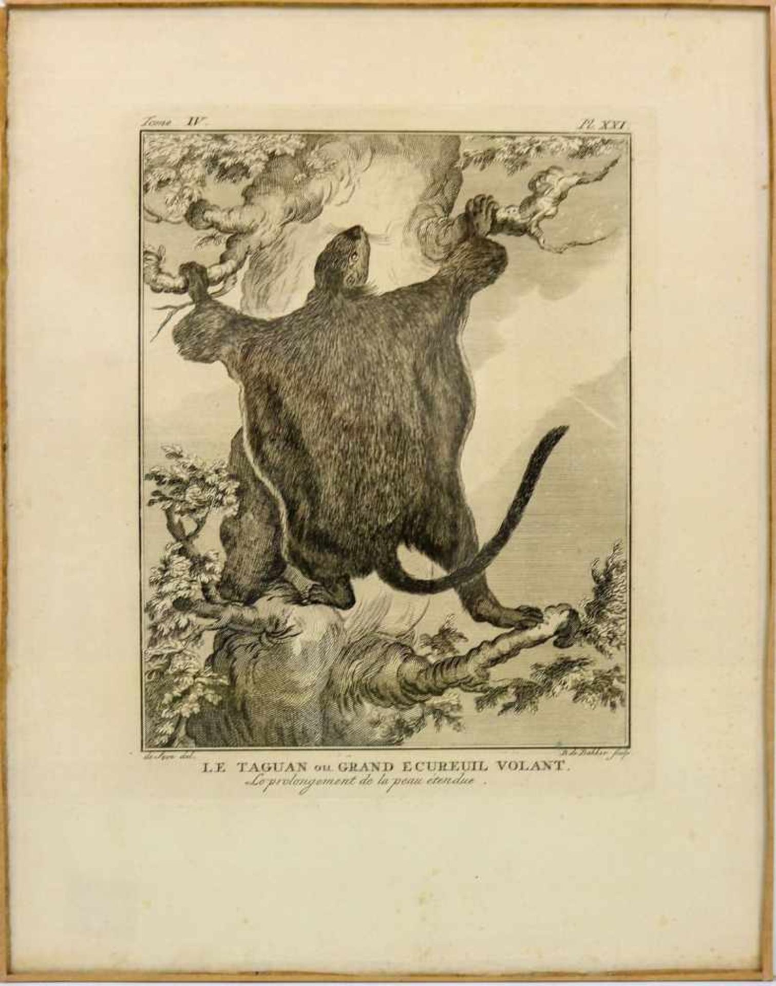 Sève, Jacques de (tätig 1742-1788) Le Coati brun und Le Taguan ou Grand ecureuil volant. Zwei - Bild 2 aus 2