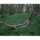 A signed print titled Fallen Chestnut 2, from the series titled An Industrial Landscape. Tom Owens