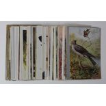 Birds - artists inc R.Green, W.Austen, G.Rankin, D M Heary. Plus selection from Caperns Bird Food