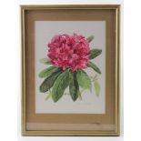 Botanical watercolour of pink blooms by Mary Barnard. Signed bottom right. Painting measures approx.