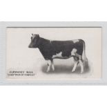 Cigarette card, Taddy, Famous Horses & Cattle, type card, no 23, 'Gurnsey Bull Chieftain of