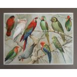 Collectables, Parrots, 3 complimentary hand coloured engravings of Parrots professionally mounted,