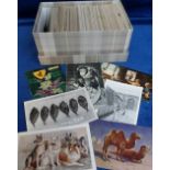 Postcards, a miscellaneous assortment of cards inc. greetings, flowers, wild animals, pets, dogs,