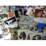 Postcards, a collection of 22 Spratt's portraits of champion dogs illustrated by F T Daws sold