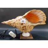 Large conch shell converted to a table lamp, width 14 in.