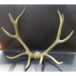 Huge pair of red deer stag antlers with ten points and part skull, width 42.75in x height 40in.