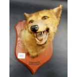 Snarling fox taxidermy head upon oak shield inscribed MOREBATH SEPT. 19. 1923, the back stamped P
