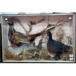 Glazed taxidermy display of three birds, width 28'