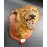 Snarling fox taxidermy head upon oak shield.