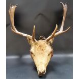 Taxidermy deer's head upon circular oak wall mounting back.