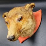 Taxidermy fox head upon red base shield.