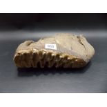 Fossilised mammoth molar tooth with intact roots, length 10.25in.