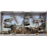 Early 20th Century taxidermy display of wading birds, width 36in (af)