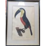PERRE AFTER BURRABAND - 'Le Grand Toucan Du Brezil No. 7',coloured engraving, 21in x 13.5in