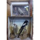 Two early 20th Century cased taxidermy bird displays
