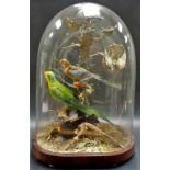 Taxidermy display of six exotic birds under an oval glass dome and walnut veneered base, height