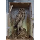 Early 20th Century paste taxidermy specimen of an eagle owl