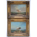 Cécile de Laval: pair of paintings (o/p) 'cows' (32x24cm)