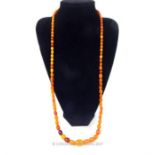 A Baltic amber necklace of 96 graduated beads, 42g gross