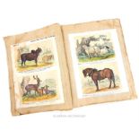 A 19th century, cloth-bound collection of hand-coloured prints of animals