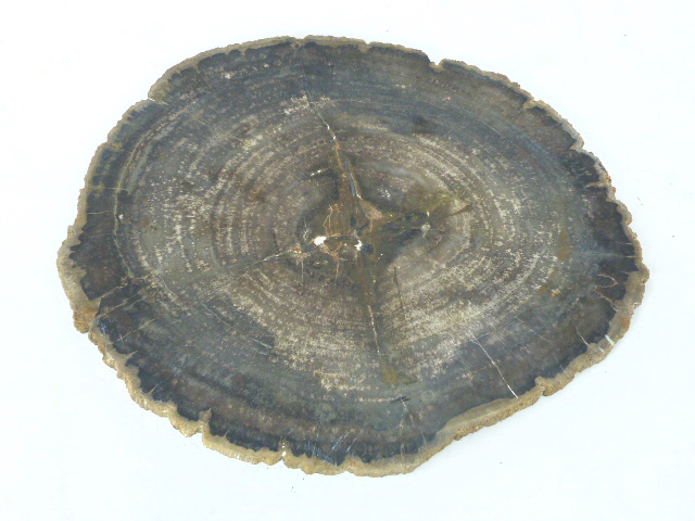 An 8 million years old, petrified, decorative, fruit tree, carved slice