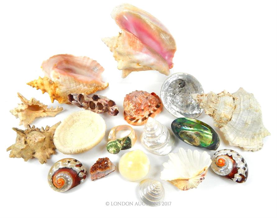 A large collection of various shells