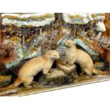 Two taxidermy polecats set within a naturalistic backdrop inside a glazed display case; case size