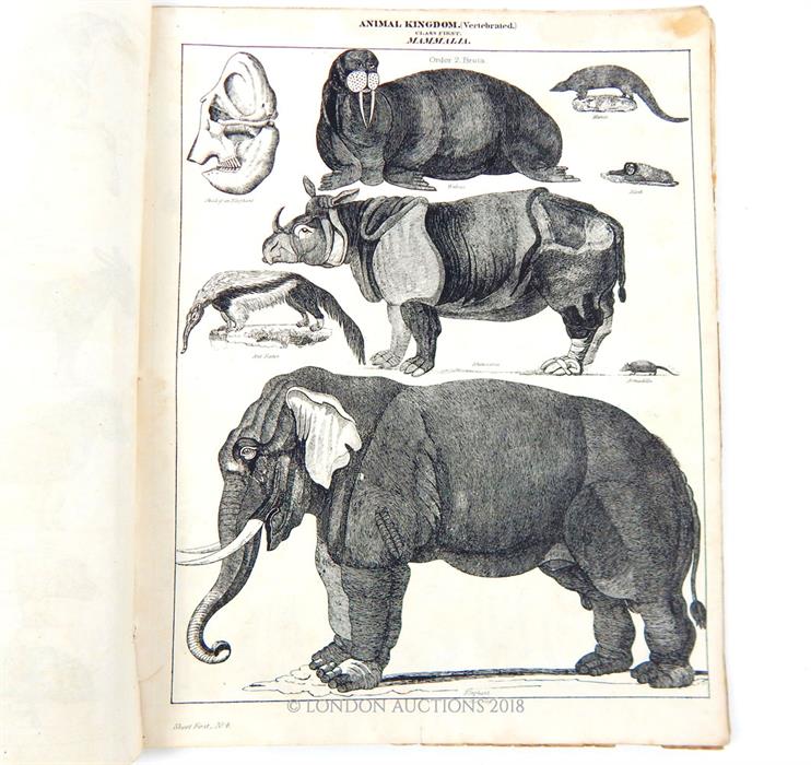 W.R McPhun: The Youths Book of Natural History, 1836. - Image 4 of 5