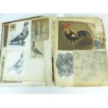 Victorian Photograph album with multiple Bird images.