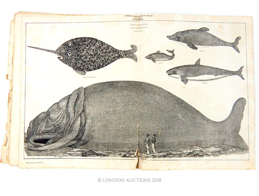 W.R McPhun: The Youths Book of Natural History, 1836. - Image 2 of 5