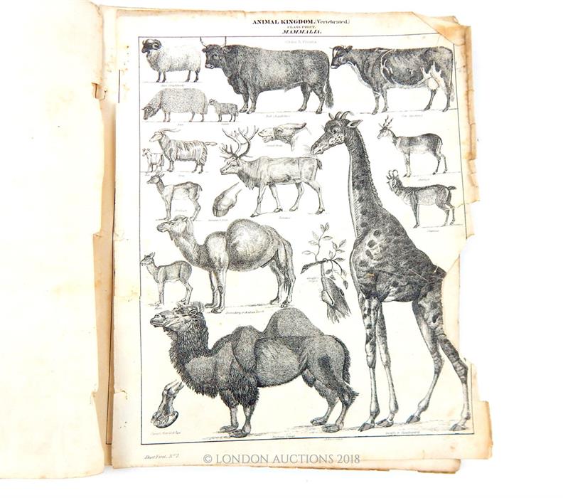 W.R McPhun: The Youths Book of Natural History, 1836. - Image 3 of 5