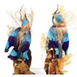 A pair of Victorian exotic bird taxidermies