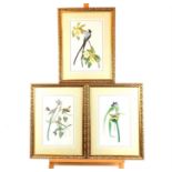 A set of three, large, gilt framed, colour, prints of 19th century, bird studies