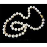 A boxed, 14 ct yellow gold clasped, natural Akoya pearl necklace