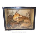 Fox and pheasant taxidermy