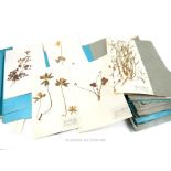 Scrapbook of pressed plant examples