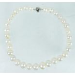 A string of large, graduated, creamy-white, freshwater pearls with silver clasp