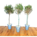 Three olive trees in grey glazed planters