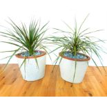 A pair of dragon trees in cream glazed planters