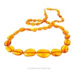 A natural polished Baltic amber necklace