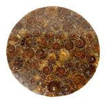 Polished Ammonite Fossil Plate