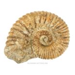 Jurassic Ammonite Fossil